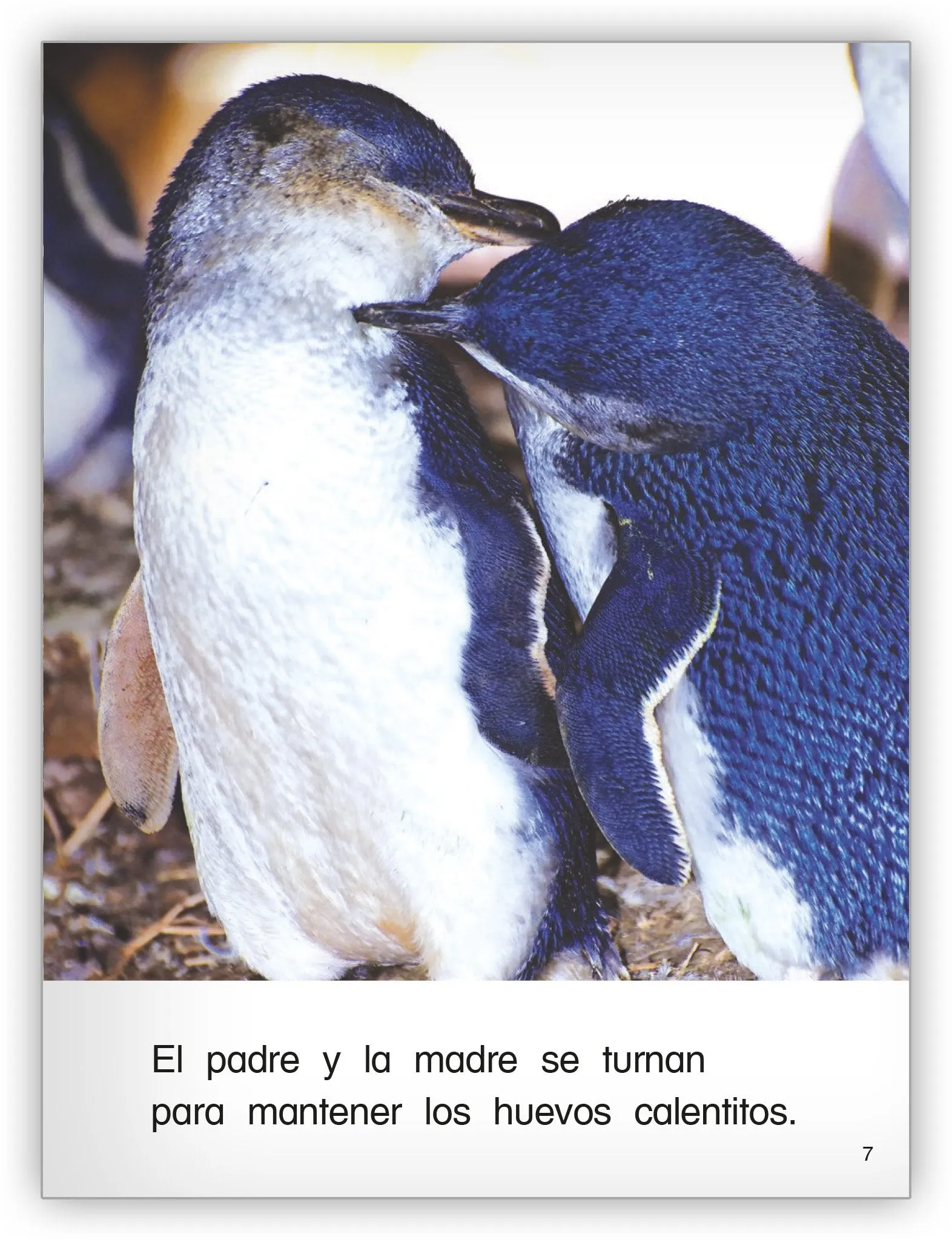 Pequeños pingüinos azules